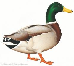 Canard image full