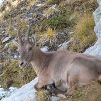 La vanoise 5 